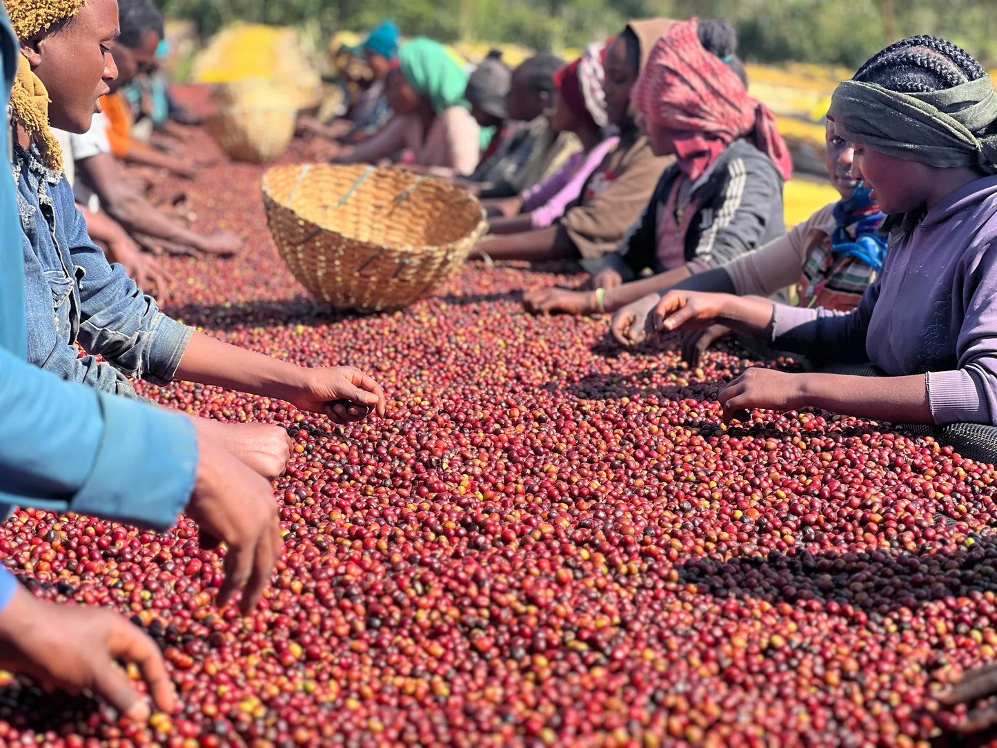 Ethiopia Hamasho Village, Adnan Washing Station - 150GM