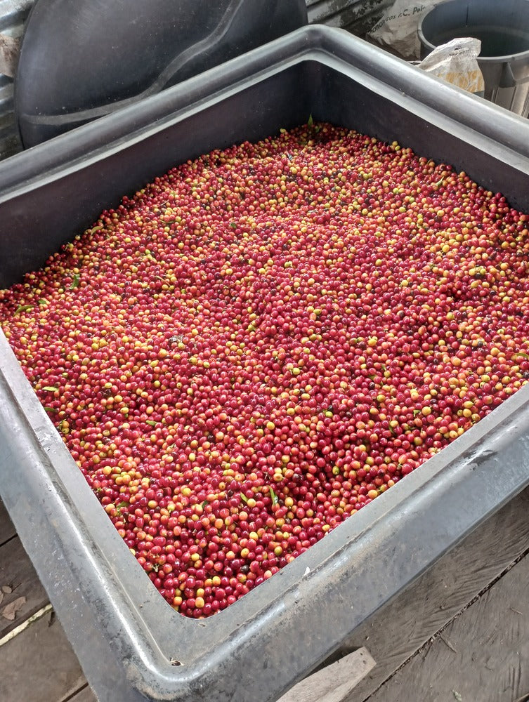 Colombia Finca Amigos Typica Mejorado Washed - 150GM