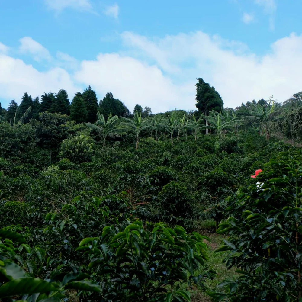 Costa Rica Gesha Finca Licho Natural - 150GM