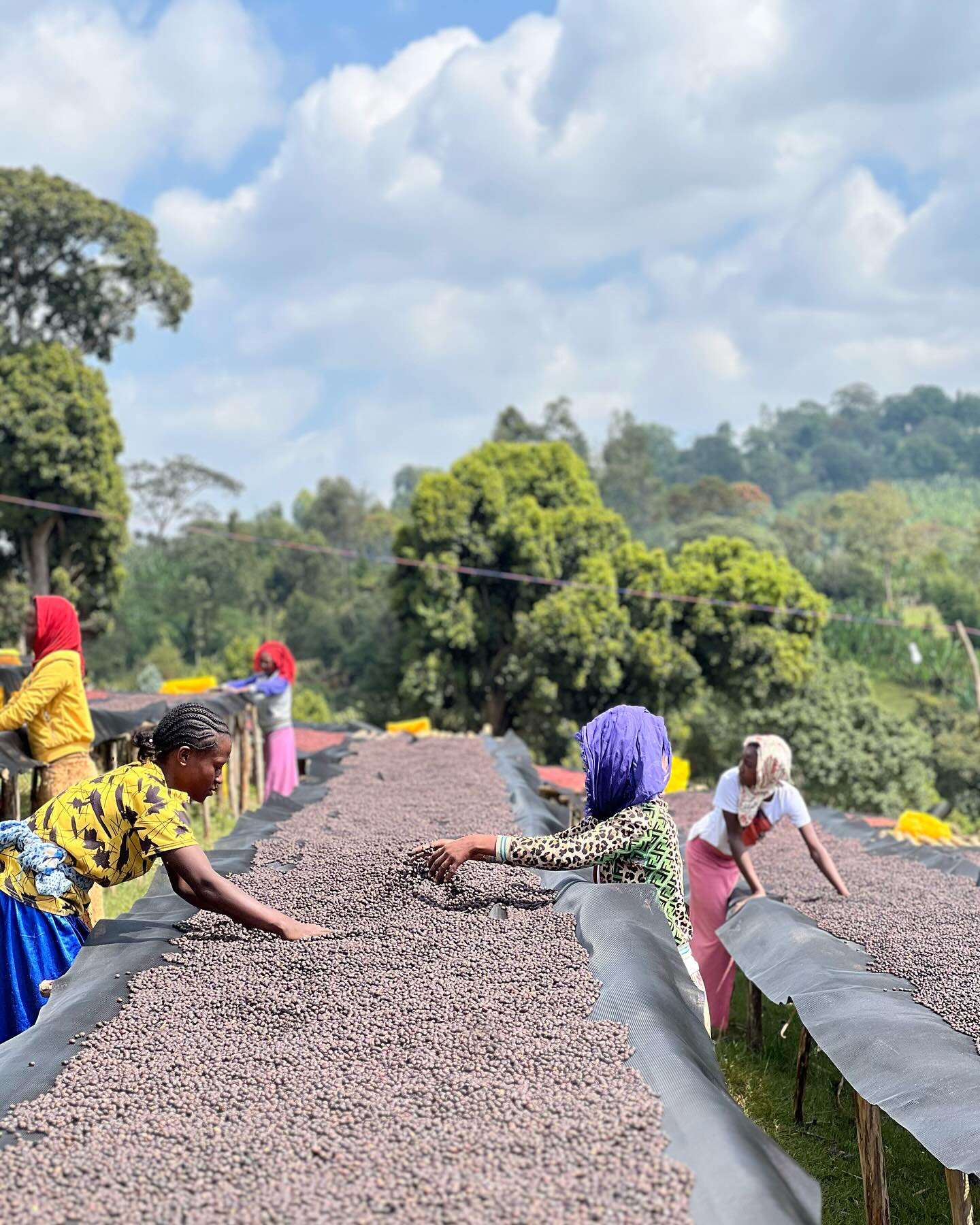 Ethiopia Hamasho Village, Gara Sole Washing Station - 150GM